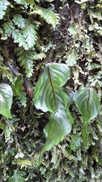 Hymenophyllum cruentum image