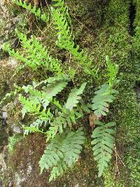 Polypodium sibiricum image