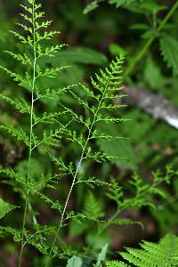 Dennstaedtia wilfordii image