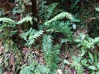 Asplenium bulbiferum image