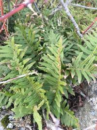 Polypodium glycyrrhiza image