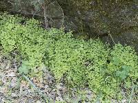 Adiantum jordanii image