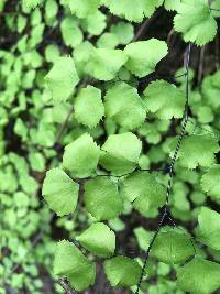 Adiantum jordanii image