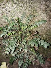 Austroblechnum membranaceum image