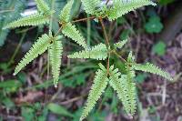 Dicranopteris linearis image