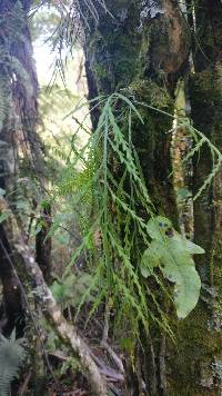 Asplenium flaccidum image