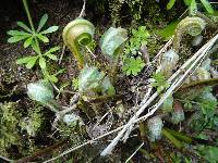 Asplenium scolopendrium subsp. scolopendrium image