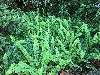 Nephrolepis cordifolia image