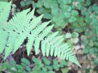 Dryopteris arguta image