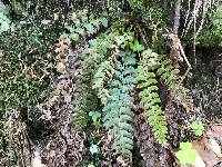 Polystichum aculeatum image