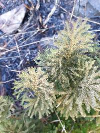 Austrolycopodium fastigiatum image