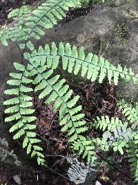 Adiantum aleuticum image