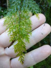 Hymenophyllum demissum image