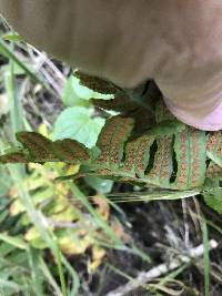 Polypodium californicum image