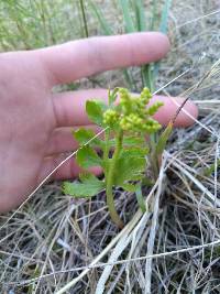 Botrychium alaskense image