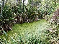 Azolla rubra image