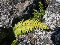 Polystichum andersonii image