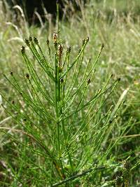 Equisetum palustre image