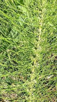 Equisetum telmateia image