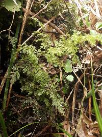 Hymenophyllum flexuosum image