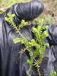 Selaginella kraussiana image