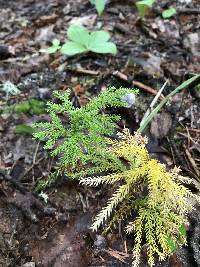 Dendrolycopodium dendroideum image