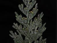 Hymenophyllum demissum image