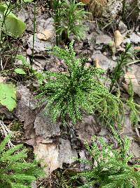 Dendrolycopodium hickeyi image