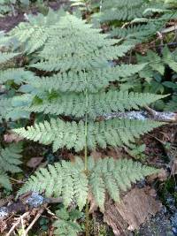 Dryopteris campyloptera image