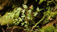 Hymenophyllum revolutum image