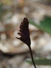 Schizaea bifida image