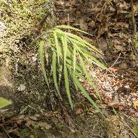 Asplenium flaccidum image