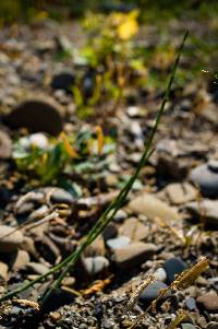 Equisetum nelsonii image