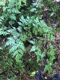 Pteris macilenta image