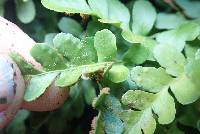 Polypodium amorphum image