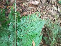 Asplenium bulbiferum image