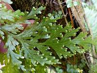 Hymenophyllum dilatatum image