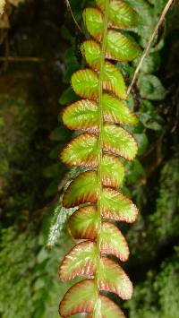 Austroblechnum membranaceum image