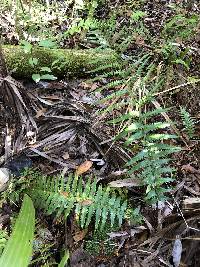 Dryopteris ludoviciana image