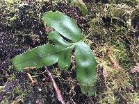 Polypodium scouleri image