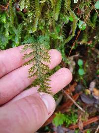 Abrodictyum strictum image