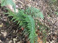 Polystichum neozelandicum image