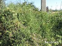 Equisetum ramosissimum subsp. ramosissimum image