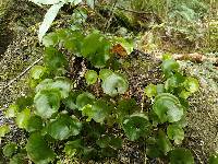 Hymenophyllum nephrophyllum image