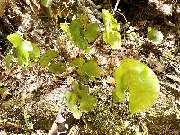 Hymenophyllum nephrophyllum image