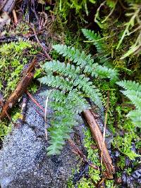 Dryopteris arguta image