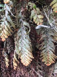 Hymenophyllum tomentosum image