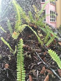 Nephrolepis cordifolia image