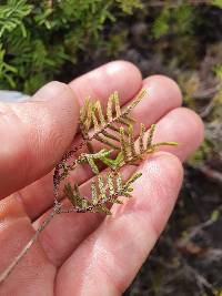 Gleichenia alpina image