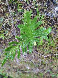 Polypodium cambricum image